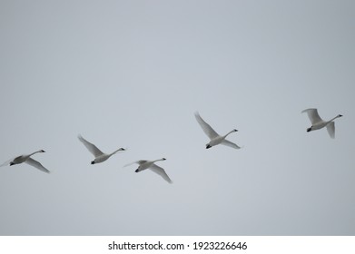 Flock Of Swans Flying In The Sky