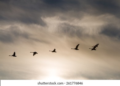 A Flock Of Swans Flying At Sunset