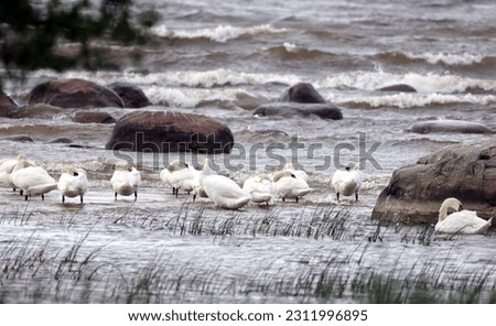 a flock of swans seek refuge in the sea due to high winds and waves