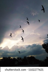 A flock of swifts in the sky.(Apodidae)Silhouettes of birds in the sky.Silhouettes of birds at sunset.Apus.silhouettes of birds in the sky