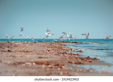 A Flock Of Tern Shore Birds Taking Off To Call It A Day