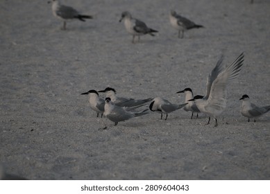 a flock of Terns resting on a sandy beach.