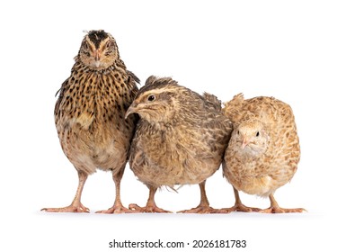 Flock of three different colored Quail birds, standing beside each other on a row. Heads facing camera. Isolated on a white background. - Shutterstock ID 2026181783