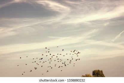 flock of thrushes flying in the clear sky, migrating birds