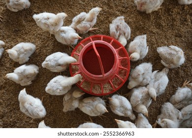 A flock of tiny chickens is eating from the feeder, A group of chickens is being fed on a chicken farm, Small chick is eating on the farm