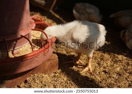 A flock of tiny chickens is eating from the feeder, A group of chickens is being fed on a chicken farm, Small chick is eating on the farm