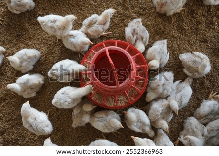 A flock of tiny chickens is eating from the feeder, A group of chickens is being fed on a chicken farm, Small chick is eating on the farm