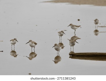 A flock of tiny sandpipers stand in shallow water at low tide, reflecting clearly on the calm surface, creating a serene and simplistic coastal scene.