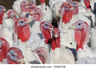 Flock of turkeys