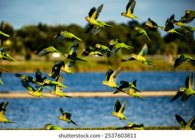 Flock of vibrant green monk parakeets in flight over blue water, capturing dynamic wing positions and natural behavior of these social birds - Powered by Shutterstock