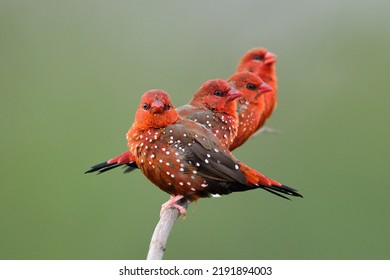 flock of vivid red birds perching on thin branch together in close and warm moment, red avadavat  or strawberry finch munia