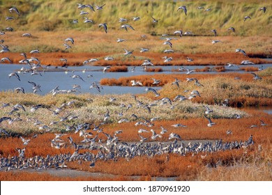 Flock Of Waders On Saltmarsh On Essex Coast