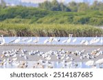 A Flock of Wading Birds Feeding in a Shallow Estuary