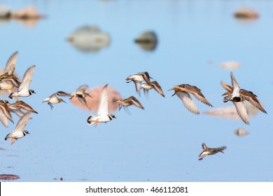 Flock Wading Birds Flying Beach Stock Photo 466112081 | Shutterstock