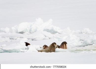 Flock Of Walrus In Arctic