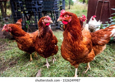 Flock Of Watching Hens In Backyard.