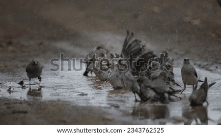 Similar – Image, Stock Photo sparrow riot Bird