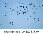 A flock of  western jackdaws in the sky.  Group of black birds in blue sky. Coloeus monedula.