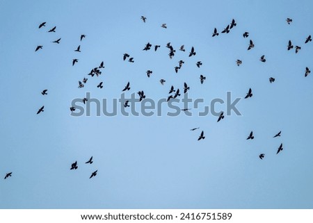 A flock of  western jackdaws in the sky.  Group of black birds in blue sky. Coloeus monedula.