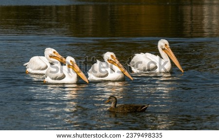Flock of White American Pelicans swimming in Lake Morton in Lakeland, Florida