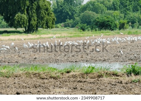 flock of white birds in the field.