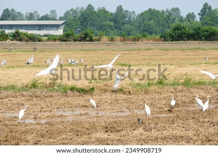 flock of white birds in the field.