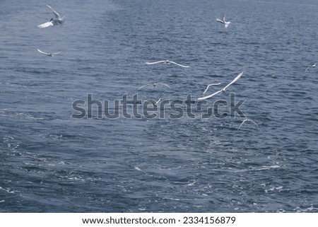 a flock of white birds flying over water