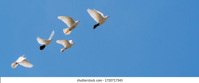 white pigeon flying