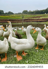 Flock of white domisticated duck by the lake. American Pekin. Peking duck. The Pekin or White Pekin is an American breed of domestic duck. Photo taken in Bogor, Indonesia. 2023.