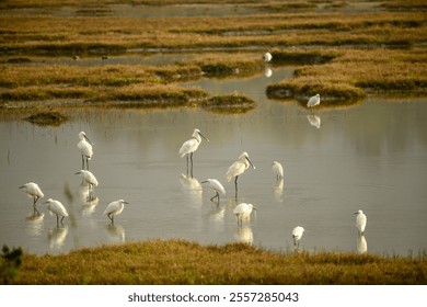 A flock of white egret birds perched in a swamp - Powered by Shutterstock