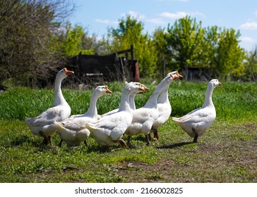 A flock of white geese grazes in a village on a field on a sunny summer day. Agriculture and poultry breeding.