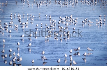 Flock of white and gray seagulls standing and walking around on a frozen lake