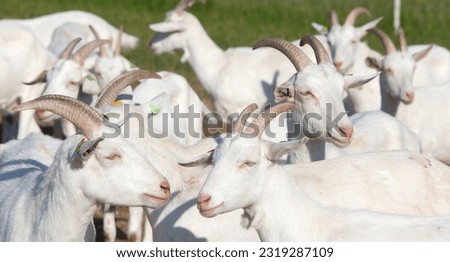 flock of white horned goats in summer meadow