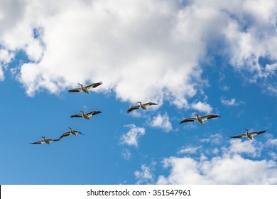 Flock of  White Pelicans flying in a V formation