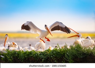 Flock Of White Pelicans Resting On A Island In A Prairie Lake During Spring Migration. Alberta, Canada