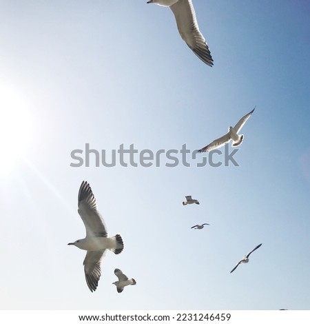 A flock of white seagulls is flying in the blue sky
