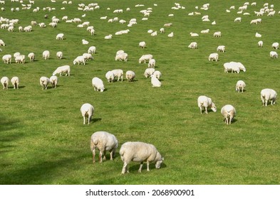 Flock Of White Sheep Grazing In A Farm Field. No People. 