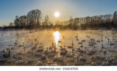 A flock of white swans on an ice-free lake at sunset. A sunny path on the water. Golden steam above the surface. There are bare trees on the snow-covered shores. Altai.Lake Svetloye - Powered by Shutterstock