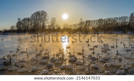 A flock of white swans on an ice-free lake at sunset. A sunny path on the water. Golden steam above the surface. There are bare trees on the snow-covered shores. Altai.Lake Svetloye