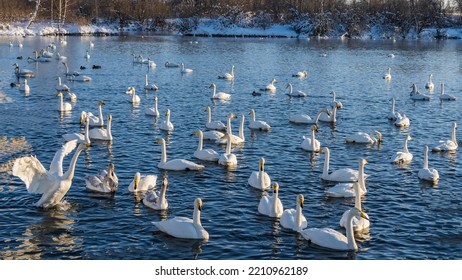 A Flock Of White Swans Swims In The Blue Water Of An Ice-free Lake. One Bird Spread Its Wings, Preparing For Takeoff. Glare And Reflection. Snow On The Shore. Altai. Lake Svetloye