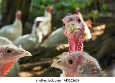 Flock Of White Turkeys On A Turkey Farm 