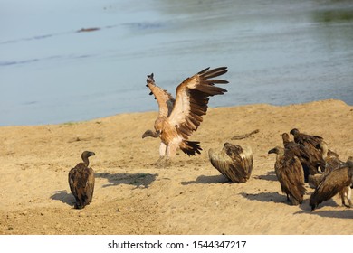 A Flock Of White-backed Vulture (Gyps Africanus) Em Flying Over A River Bank. African Vulture Flying To Prey.