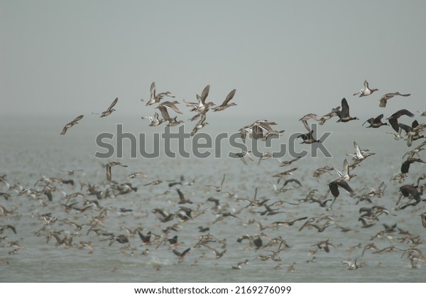 Flock of white-faced whistling ducks, garganey\
and northern pintails taking flight. Oiseaux du Djoudj National\
Park. Saint-Louis.\
Senegal.