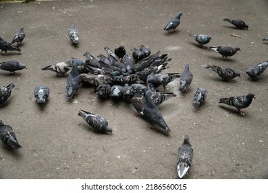 A flock of wild common pigeons eating abandoned grain. Background picture A group of pigeons eating on the sidewalk