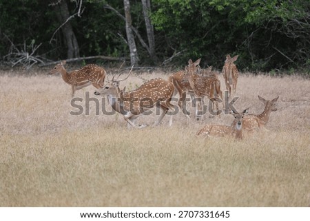 flock of wild deer in the forest 