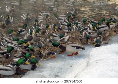 A flock of wild ducks on the lake. Many wild ducks swim in the winter lake. A flock of wild ducks in the water.