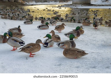 A flock of wild ducks on the lake. Many wild ducks swim in the lake. A flock of ducks in the water.