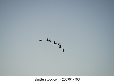 A Flock Of Wild Geese Flies High In The Blue Sky