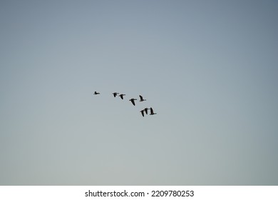 A Flock Of Wild Geese Flies High In The Sky