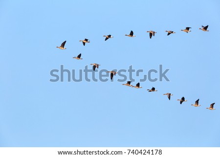 flock of wild geese flying in v-shape on blue sky